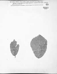Image of Mollisina oedema